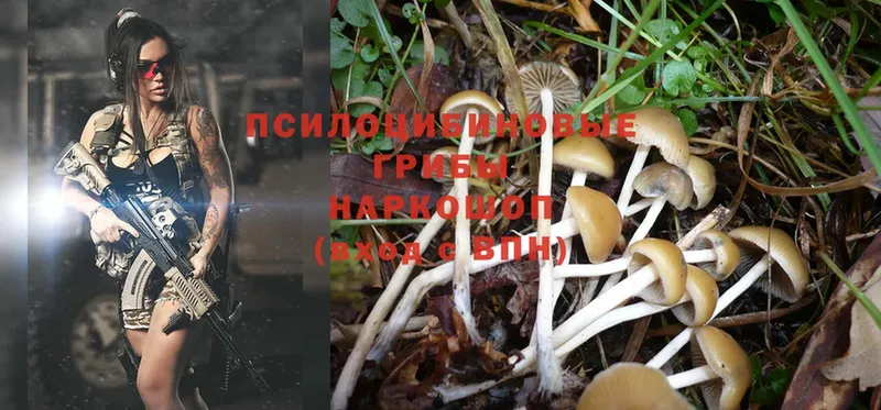 Галлюциногенные грибы MAGIC MUSHROOMS  купить   нарко площадка состав  Куса 